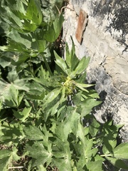 Levisticum officinale