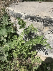 Levisticum officinale