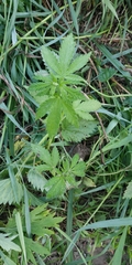 Cannabis sativa spontanea