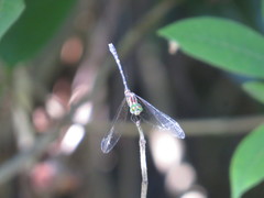 Nannophlebia eludens