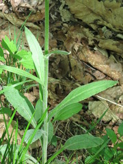 Tephroseris kirilowii