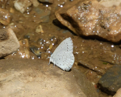 Celastrina echo sidara