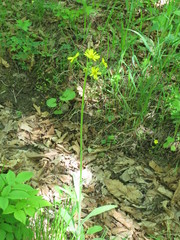 Tephroseris kirilowii