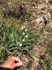 Streptanthus glandulosus secundus