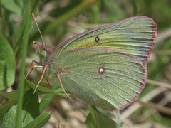 Colias philodice eriphyle