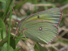 Colias philodice eriphyle