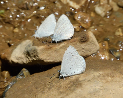 Celastrina echo sidara