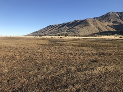 Himantopus novaezelandiae