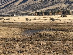 Himantopus novaezelandiae