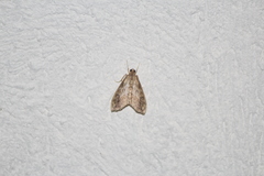 Evergestis rimosalis