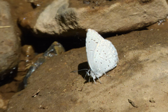 Celastrina echo sidara
