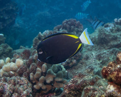 Acanthurus nigricans