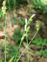 Carex umbrosa pseudosabynensis