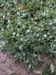 Psilocarphus brevissimus