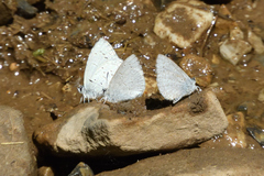 Celastrina echo sidara