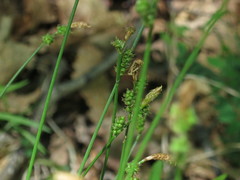 Carex umbrosa pseudosabynensis