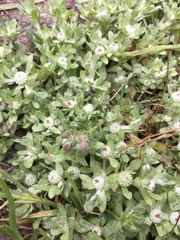 Psilocarphus brevissimus