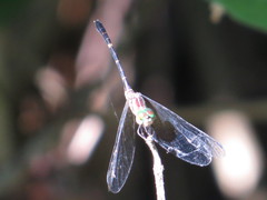 Nannophlebia eludens