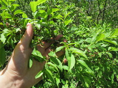Rhamnus lanceolata