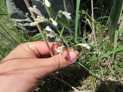Penstemon pallidus