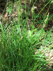 Carex umbrosa pseudosabynensis