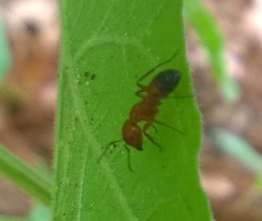 Camponotus snellingi