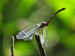 Nannophlebia eludens