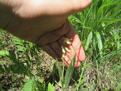 Astragalus tennesseensis