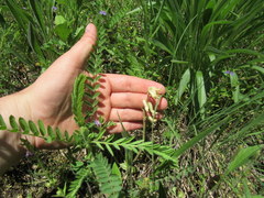Astragalus tennesseensis