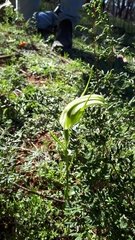 Pterostylis revoluta