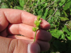 Carex brevior