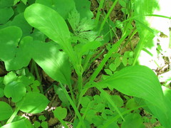 Bupleurum longiradiatum