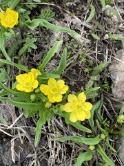 Ranunculus alismifolius