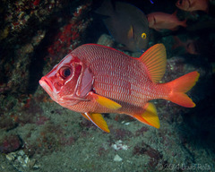 Sargocentron spiniferum