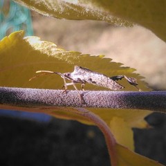 Leptoglossus concaviusculus