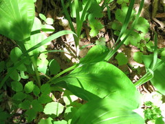 Bupleurum longiradiatum