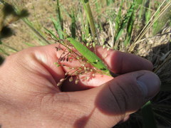 Dichanthelium villosissimum