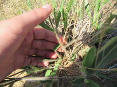 Dichanthelium villosissimum