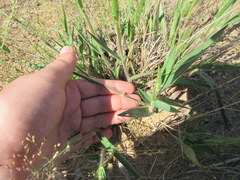 Dichanthelium villosissimum