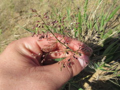 Dichanthelium villosissimum