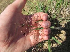 Dichanthelium villosissimum
