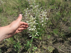Penstemon pallidus