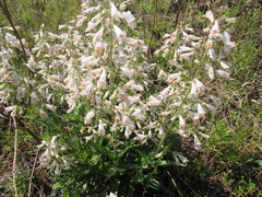 Penstemon pallidus