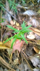 Galium uniflorum