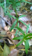 Galium uniflorum