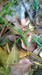 Galium uniflorum