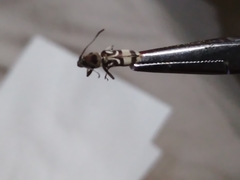 Chlorophorus macaumensis