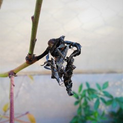 Leptoglossus concaviusculus