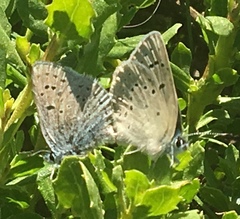 Icaricia icarioides missionensis