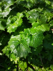 Parasenecio kamtschaticus